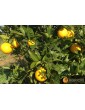 Tarocco oranges