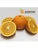 Oranges from Juice