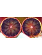 Red oranges