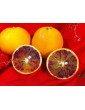 Red oranges