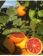 Red oranges
