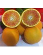 Tarocco oranges