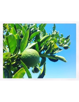 Adopt an Orange Tree