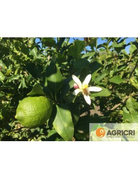 Sicilian Lemons