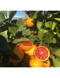 Red oranges