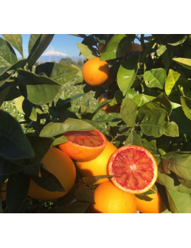 Orange "MORO"