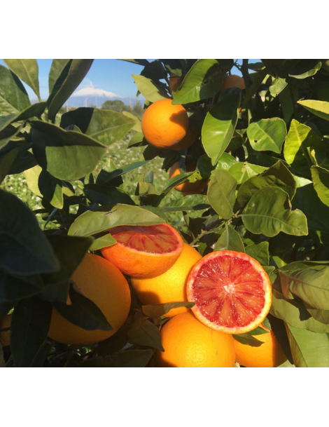 Red oranges