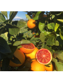 Orange "MORO"