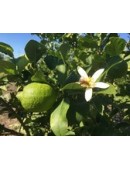 Limoni di Sicilia