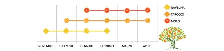 Arance di Sicilia