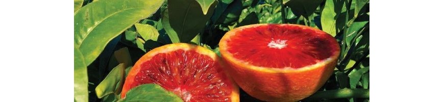 Oranges "Tarocco" Oranges "Tarocco"